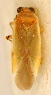 Dijocaria oculata, AMNH PBI00175096