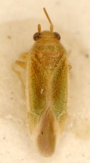 Dijocaria pulcherrima, AMNH PBI00175098