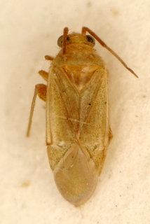 Dijocaria sanmarcosiana, AMNH PBI00175097