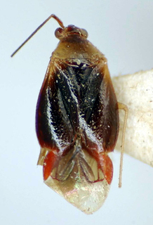 Gaveanus amapaensis, AMNH PBI00175031