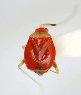 Gaveanus carajasensis, AMNH PBI00175026