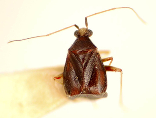 Gaveanus renatoi, AMNH PBI00175021