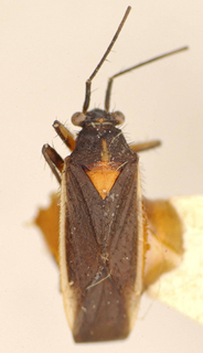 Hadronemisca corcovadensis, AMNH PBI00175094