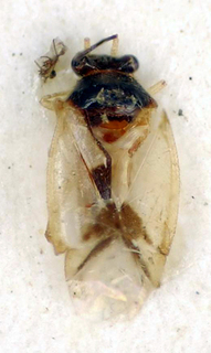 Hyalochloria araripensis, AMNH PBI00175023