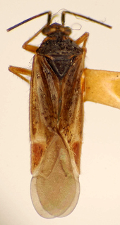 Incacoris nigrisquamosus, AMNH PBI00175059