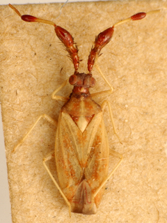 Irianocoris australicus, AMNH PBI00175089