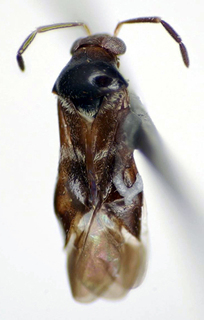 Marinonicoris myrmecoides, AMNH PBI00175020