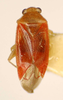 Orthotylus carioca, AMNH PBI00175060