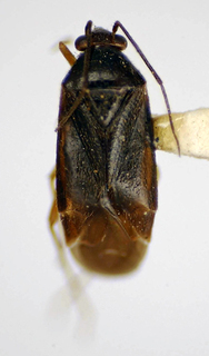Orthotylus catarinensis, AMNH PBI00175050
