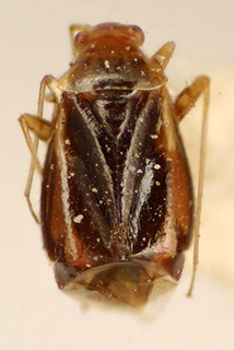 Orthotylus chapadensis, AMNH PBI00175043
