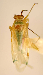 Orthotylus cyanescens, AMNH PBI00175036