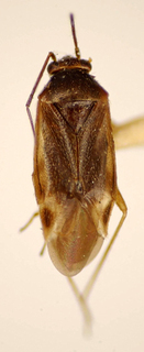 Orthotylus mourei, AMNH PBI00175057