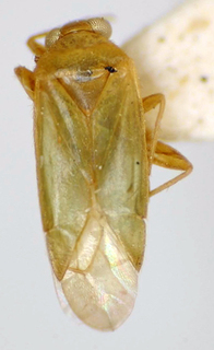 Orthotylus veraensis, AMNH PBI00175084