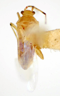 Platyscytus serranus, AMNH PBI00175056