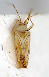 Rondonella fasciata, AMNH PBI00175052