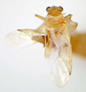 Saileria fluminensis, AMNH PBI00175061