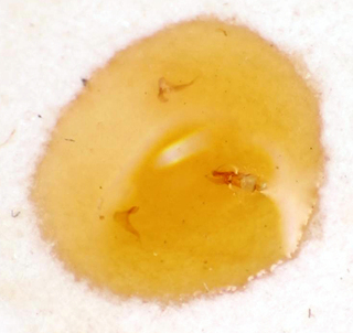 Saileria fluminensis, AMNH PBI00175061