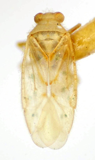 Saileria serrana, AMNH PBI00175044