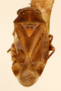 Tigremiris argentinus, AMNH PBI00175093