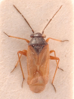 Dasyscytus sordidus, AMNH PBI00183804