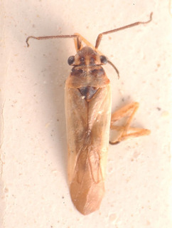 Dimorphocoris albipilis, AMNH PBI00183812