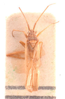 Dimorphocoris beieri, AMNH PBI00183810