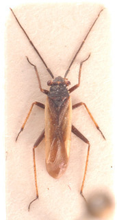 Dimorphocoris cilix, AMNH PBI00183822