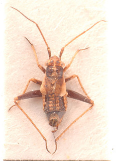 Dimorphocoris eckerleini, AMNH PBI00183826