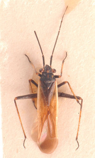 Dimorphocoris gallicus, AMNH PBI00183814
