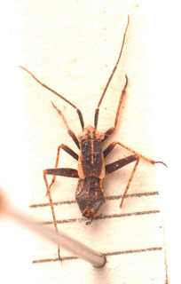 Dimorphocoris longiceps, AMNH PBI00183827
