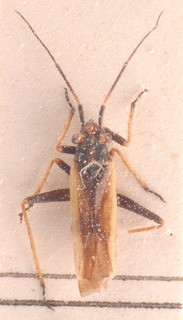 Dimorphocoris lurensis, AMNH PBI00183821