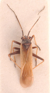 Dimorphocoris mutatus, AMNH PBI00183823
