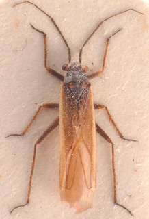 Dimorphocoris remanei, AMNH PBI00183813