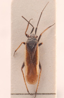Dimorphocoris robustus, AMNH PBI00183816