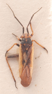 Dimorphocoris robustus, AMNH PBI00183817
