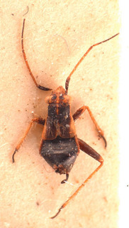 Dimorphocoris saulii, AMNH PBI00183825