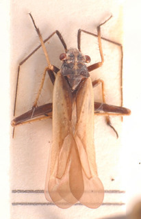 Dimorphocoris tomasii, AMNH PBI00183815