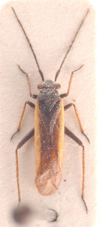 Dimorphocoris toros, AMNH PBI00183819