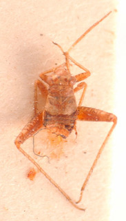 Dimorphocoris tuatayae, AMNH PBI00183824