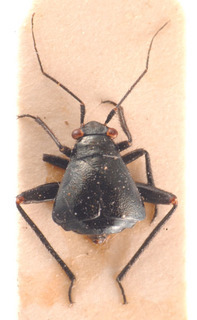Euryopicoris fennicus, AMNH PBI00183807