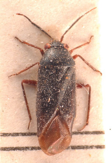Heterocordylus erythropthalmus, AMNH PBI00183834