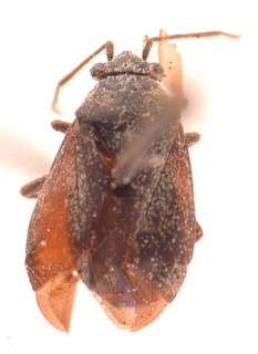 Heterocordylus leptocerus, AMNH PBI00183833