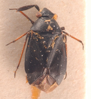 Heterocordylus montanus, AMNH PBI00183837
