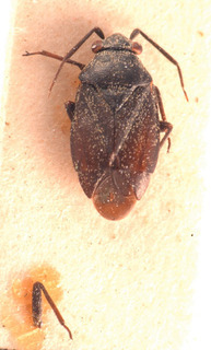 Heterocordylus pedestris, AMNH PBI00183838
