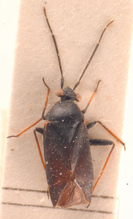Heterocordylus tibialis, AMNH PBI00183839