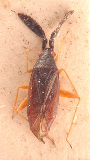 Heterotoma merioptera, AMNH PBI00183831