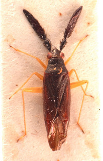 Heterotoma merioptera, AMNH PBI00183832