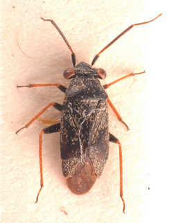 Hyoidellus laticeps, AMNH PBI00183840