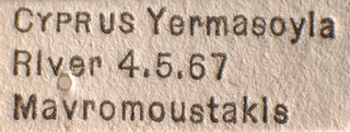 Hyoidellus verticatus, AMNH PBI00183841