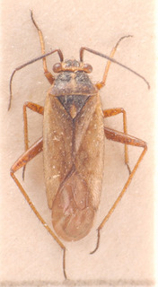 Plagiotylus ruffoi, AMNH PBI00183830